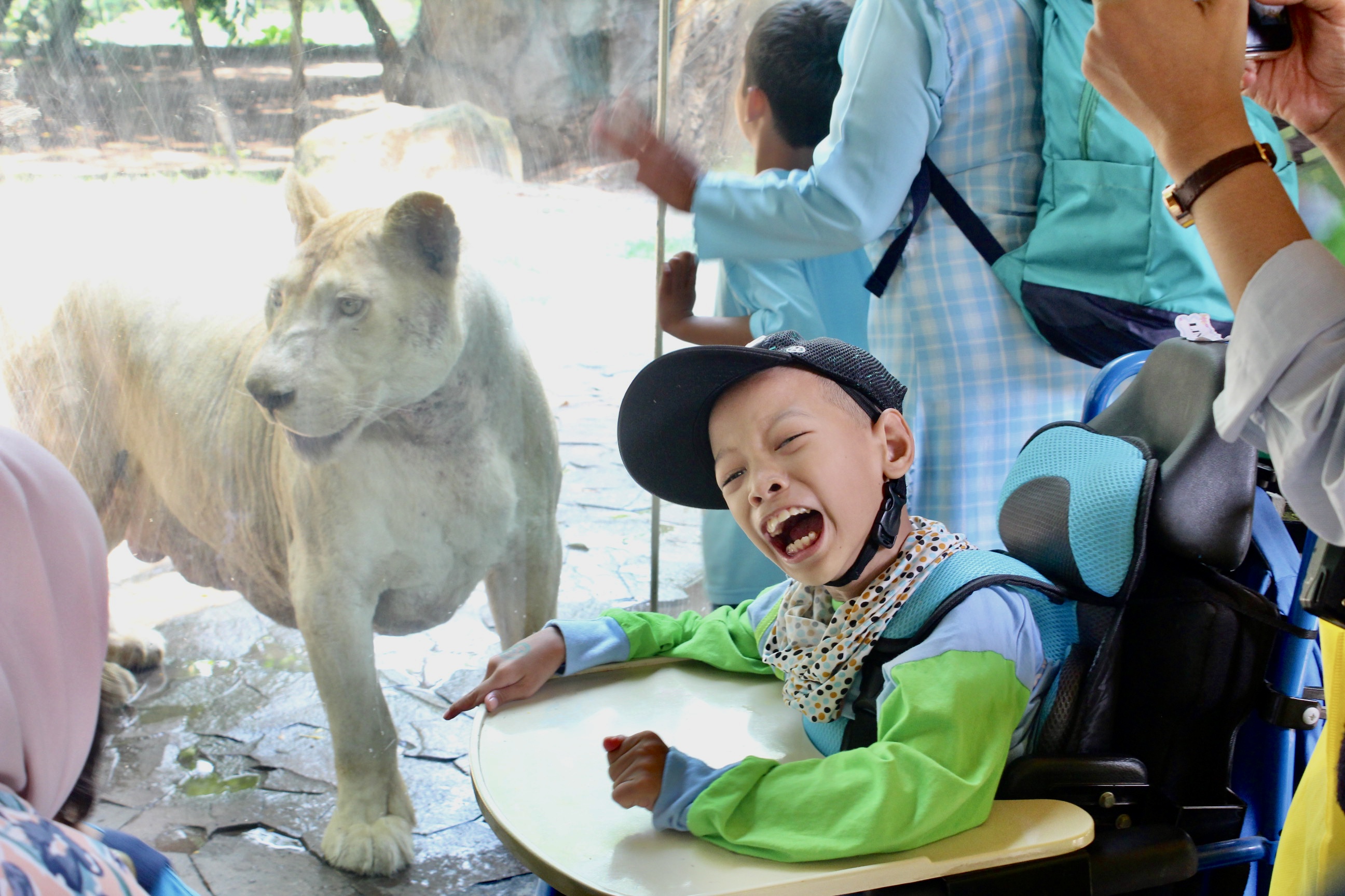 8) Lingga Sangat Senang Melihat Singa